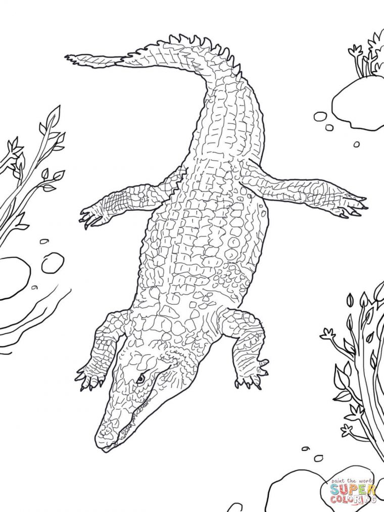 Comment Dessiner Crocodile Dessin Realiste – 15 Juin 2013 À 22 H 32 Min serapportantà Dessiner Crocodile