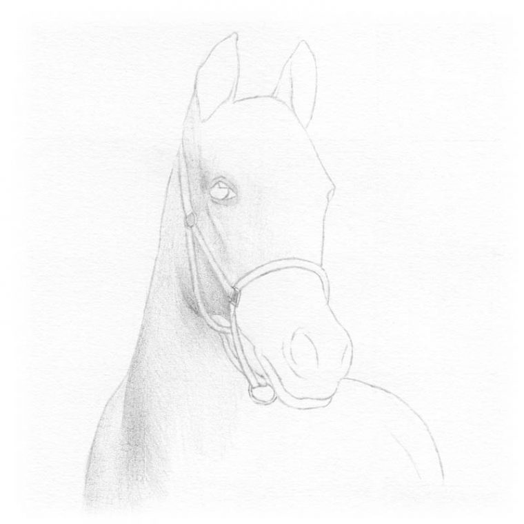 Comment Dessiner Un Cheval En 7 Étapes à Comment Dessiner Un Cheval Etape Par Etape