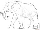Comment Dessiner Un Éléphant D'Afrique  Tuto Dessin Etape Par Etape encequiconcerne Comment Dessiner Un Éléphant