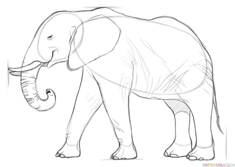 Comment Dessiner Un Éléphant D'Afrique  Tuto Dessin Etape Par Etape encequiconcerne Comment Dessiner Un Éléphant