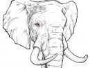 Comment Dessiner Un Elephant De Face - Apprenez A Dessiner Un Elephant intérieur Comment Dessiner Un Éléphant