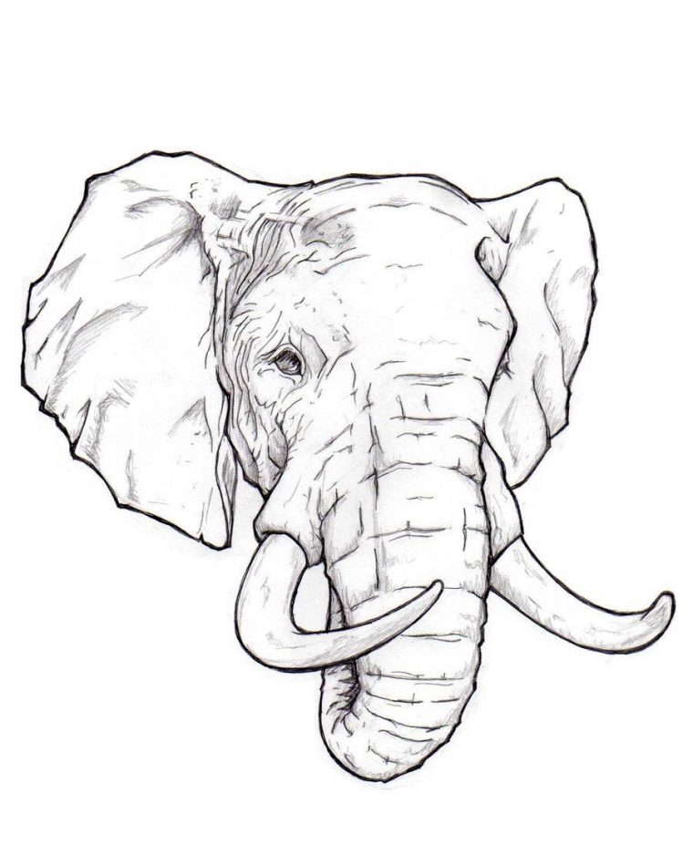 Comment Dessiner Un Elephant De Face – Apprenez A Dessiner Un Elephant intérieur Comment Dessiner Un Éléphant