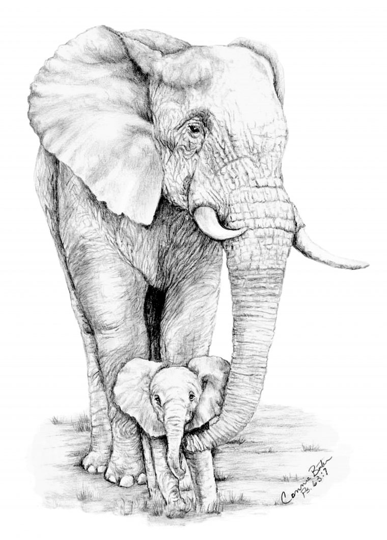 Comment Dessiner Un Elephant Realiste  Pin By Sokhna Bousso Sene On tout Comment Dessiner Un Éléphant