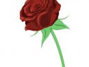Comment Dessiner Une Rose  Comment Dessiner Une Rose, Dessin Rose pour Fleur A Dessiner Facile