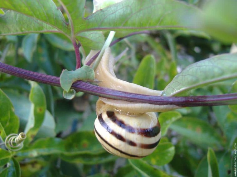 Comment Devenir Eleveur D'Escargots serapportantà Images D Escargots