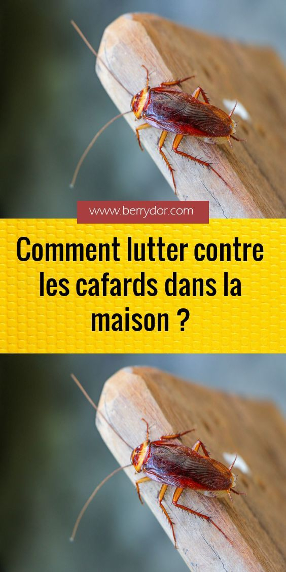 Comment Lutter Contre Les Cafards Dans La Maison ?  Cafards, Tuer Les encequiconcerne Images Cafards