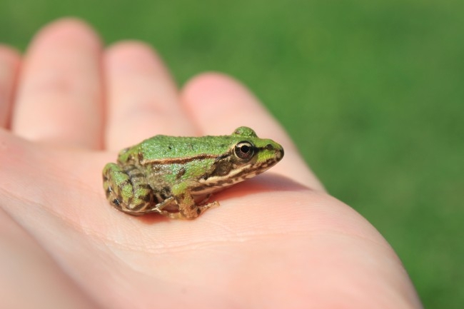 Comment On Sait Qu&amp;#039;Une Grenouille Est Verte concernant Grenouille En Anglais 