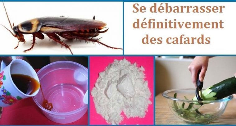 Comment Se Débarrasser Définitivement Des Cafards serapportantà Images Cafards