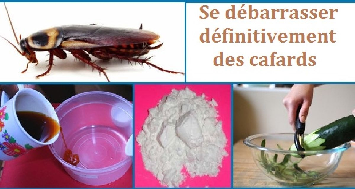 Comment Se Débarrasser Définitivement Des Cafards serapportantà Images Cafards 