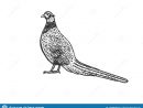 Common Pheasant Bird Sketch Vector Illustration Stock Vector avec Dessin Faisan
