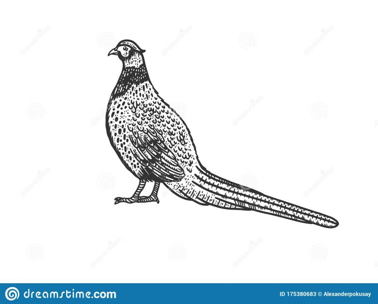 Common Pheasant Bird Sketch Vector Illustration Stock Vector avec Dessin Faisan