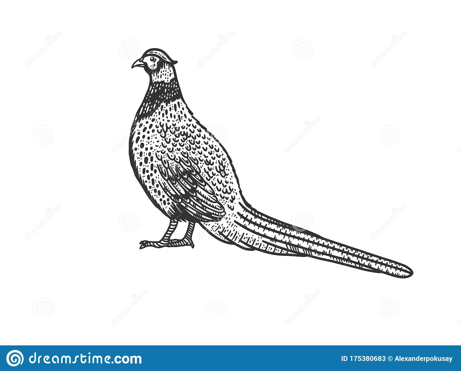 Common Pheasant Bird Sketch Vector Illustration Stock Vector avec Dessin Faisan 