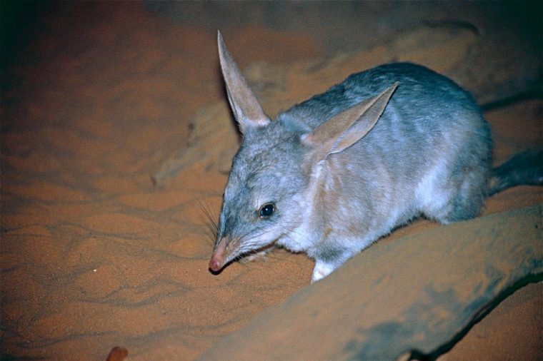 Connaissez Vous Les Marsupiaux ? – Animaux Sauvages, Chats, Chiens à Le Crie Du Kangourou