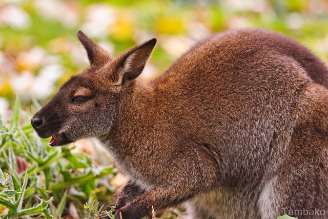 Connaissez Vous Les Marsupiaux ? - Animaux Sauvages, Chats, Chiens dedans Cris Du Kangourou 