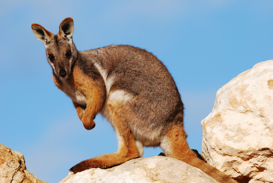 Connaissez Vous Les Marsupiaux ? - Animaux Sauvages, Chats, Chiens dedans Le Crie Du Kangourou