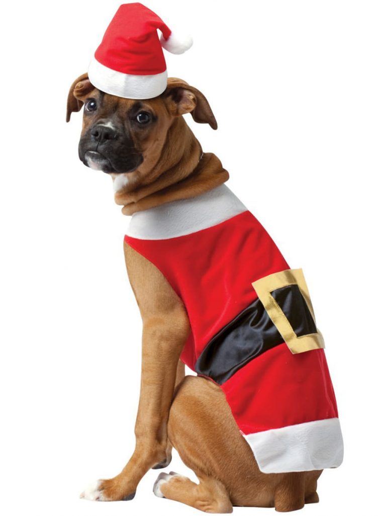 Costume De Père Noël Pour Chien. Les Plus Amusants  Funidelia intérieur Chien Noel