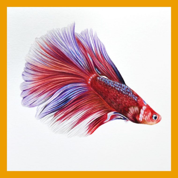 Cours Vidéo : Poisson Combattant Au Crayon De Couleur – Close To Art pour Poisson Combattant Dessin