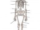 Crapouillotage: Le Squelette intérieur Image De Squelette Humain A Imprimer