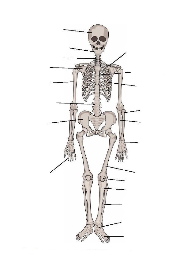 Crapouillotage: Le Squelette intérieur Image De Squelette Humain A Imprimer 