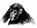 Croquis À La Main D'Un Jeune Chimpanzé — Image Vectorielle Onot pour Dessin De Chimpanzé
