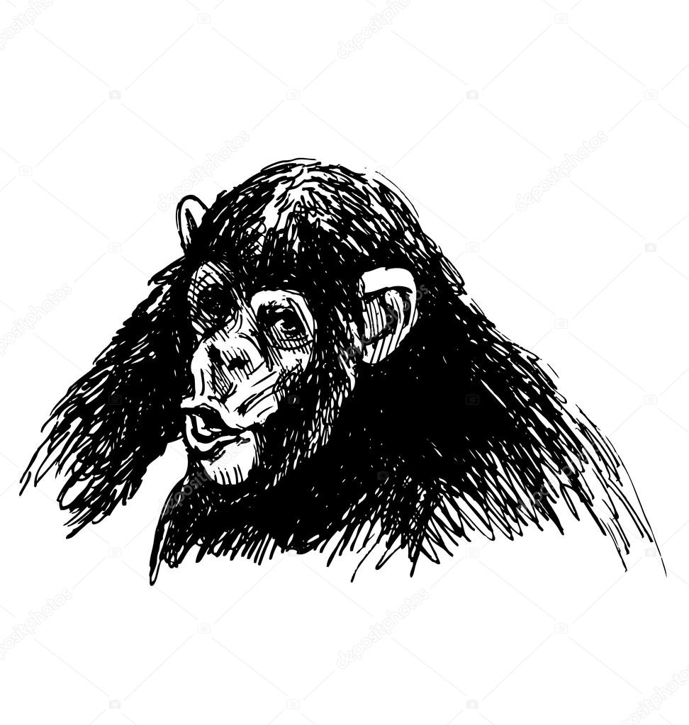 Croquis À La Main D&amp;#039;Un Jeune Chimpanzé — Image Vectorielle Onot pour Dessin De Chimpanzé 