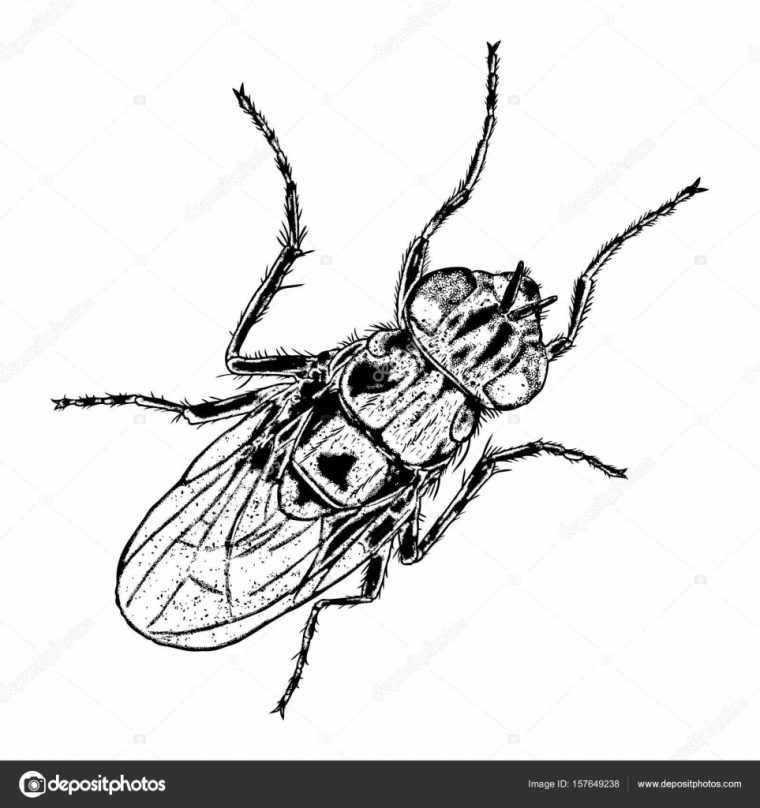 Croquis D'Insectes Dessin Image Vectorielle Par Goldenshrimp concernant Dessin D Insectes