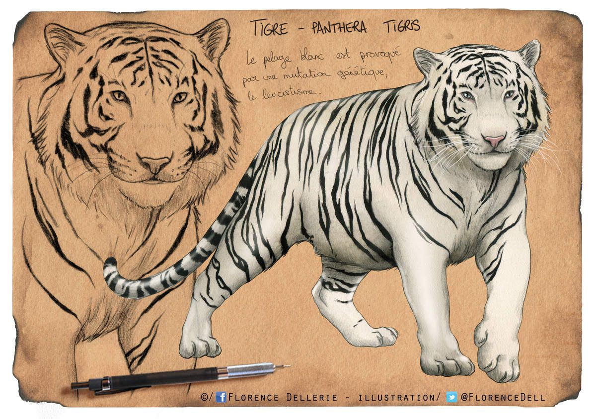 Croquis Et Illustration - Tigre Blanc - Le Carton À Dessins De Flo concernant Tigre En Dessin
