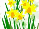Daffodil Field Clipart 20 Free Cliparts  Download Images On Clipground concernant Dessin Jonquille