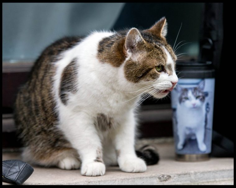 katzen miauen klingelton