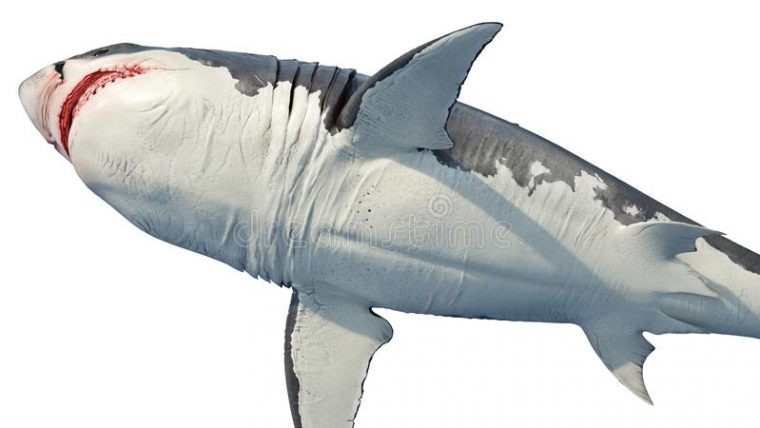 De Dessin Grand Requin Stock Illustrations, Vecteurs, & Clipart concernant Dessin Requin Blanc