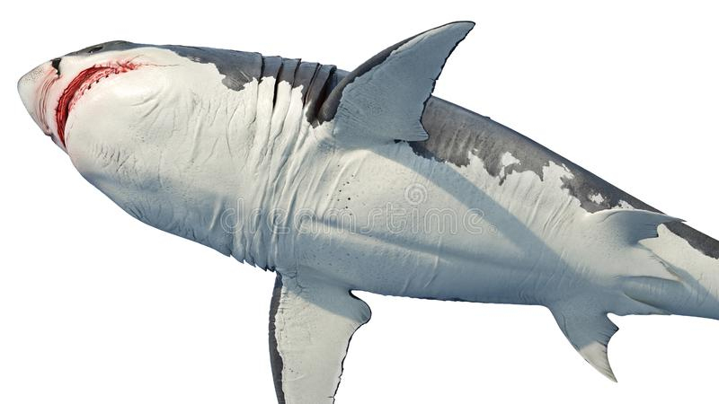 De Dessin Grand Requin Stock Illustrations, Vecteurs, &amp;amp; Clipart concernant Dessin Requin Blanc 