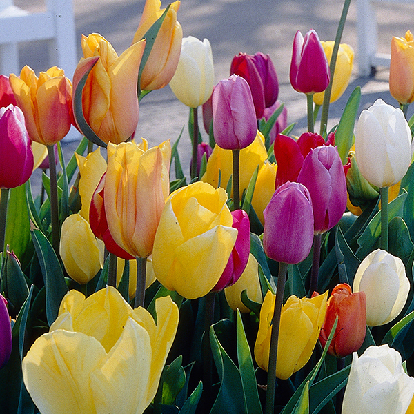 Découvrir La Tulipe : Ses Variétés, Comment Planter Et Entretenir Les destiné Fleur De Tulipe 