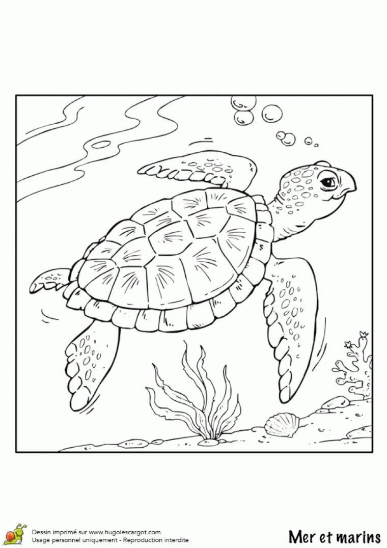 Dernière Image Tortue De Mer Dessin – Random Spirit concernant Tortue A Dessiner