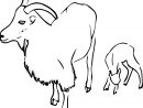 Dessin #1316 - Coloriage Chèvre À Imprimer - Oh-Kids avec Chevre Dessin