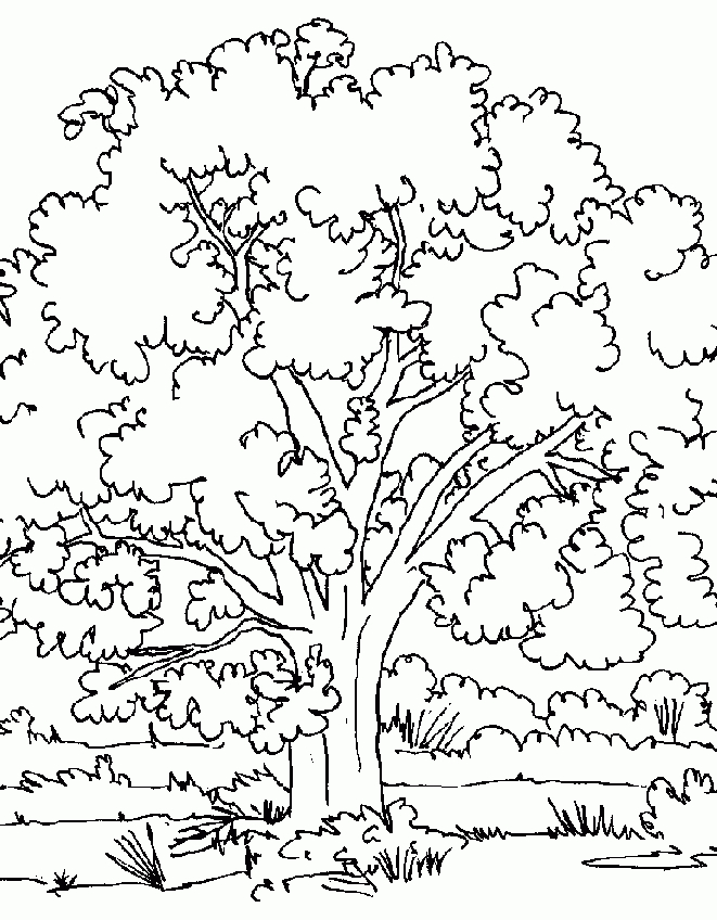 Dessin Ã Colorier Arbre encequiconcerne Arbre À Colorier 