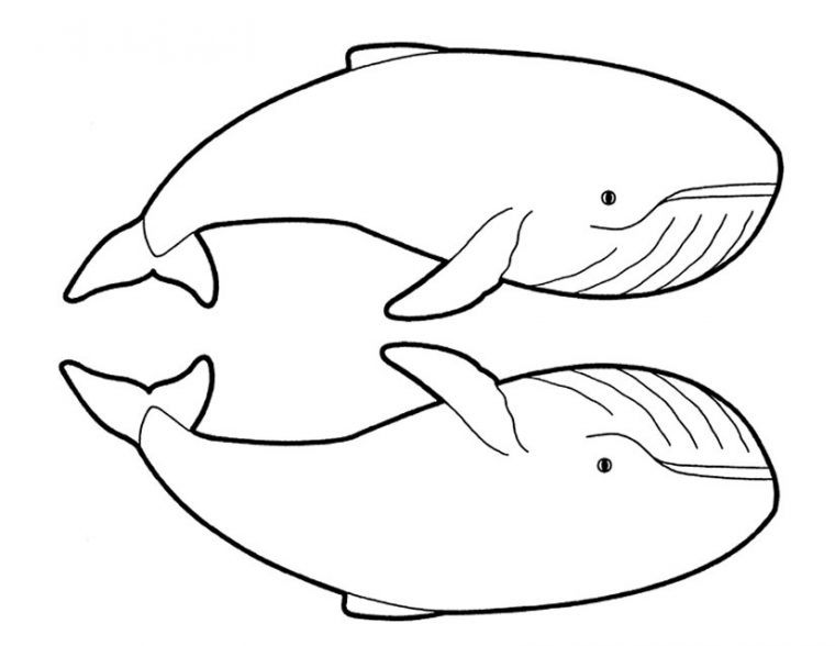 Dessin Baleine – 247 Dessins De Coloriage Baleine À Imprimer Sur serapportantà Comment Dessiner Une Baleine