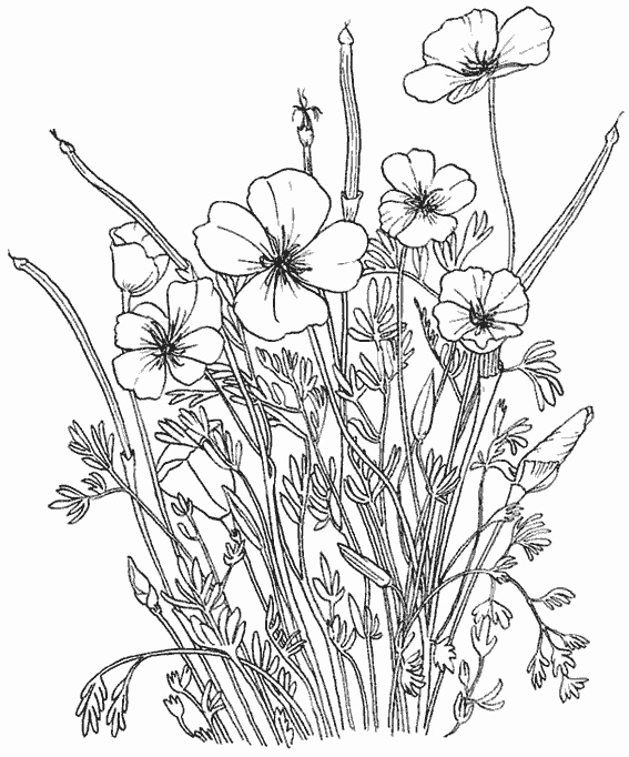 Dessin Bouquet Fleurs Beau Collection Bouquet De Fleurs 112 Nature intérieur Dessins De Bouquets De Fleurs À Imprimer