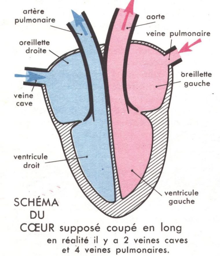 Dessin Coeur Humain serapportantà Dessiner Un Coeur