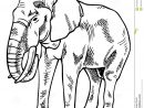 Dessin D Un Elephant  Comment Dessiner Un Éléphant  Stage De Dessin avec Comment Dessiner Un Éléphant