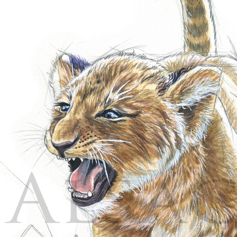 Dessin D Un Lion – 64 Likes, 3 Comments – Glimpse Graphic Arts à Dessiner Un Lion Facilement