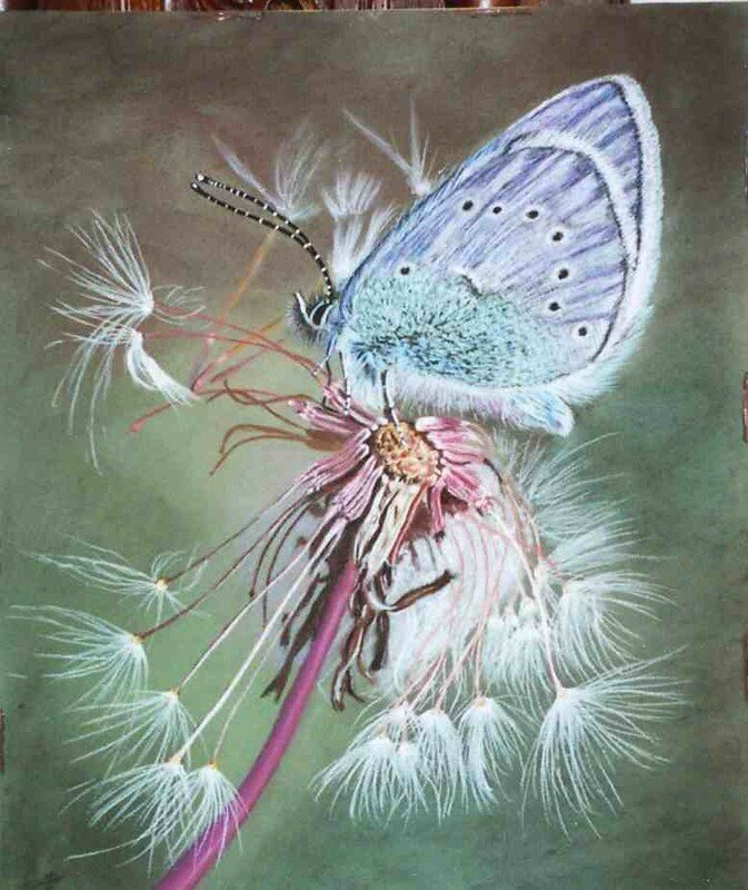 Dessin D&amp;#039;Alain Magnifique Papillon Sur Une Fleur Le Flambe - Le Blog De intérieur Dessin De Papillon Sur Une Fleur 