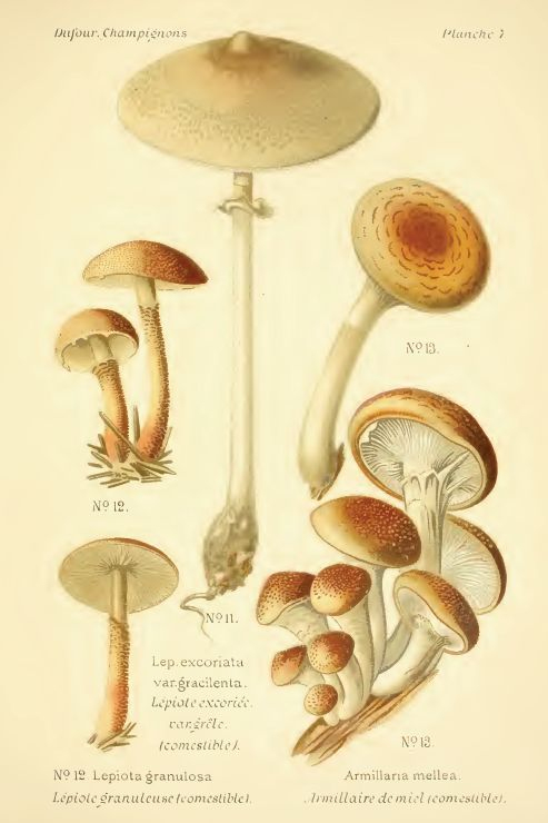 Dessin De Champignon - Lepiota Granulosa (Lépiote Granuleuse) avec Champignons Dessins 