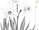 Dessin De Fleur De Jonquille Illustration Stock - Image: 62418953 à Dessin Jonquille