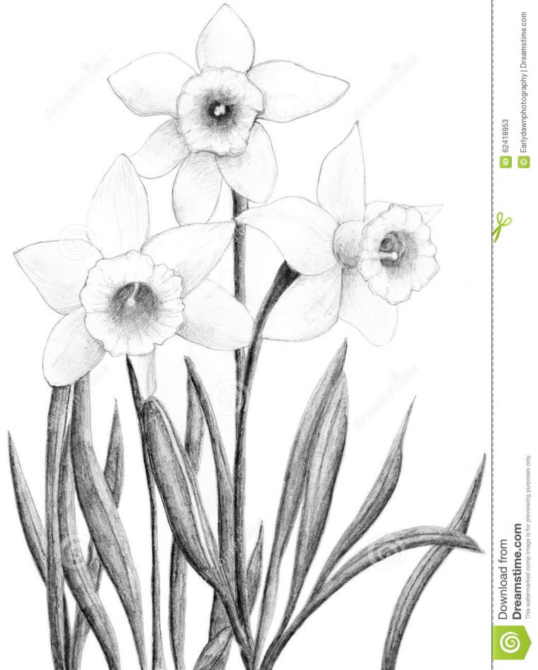 Dessin De Fleur De Jonquille Illustration Stock – Image: 62418953 à Dessin Jonquille