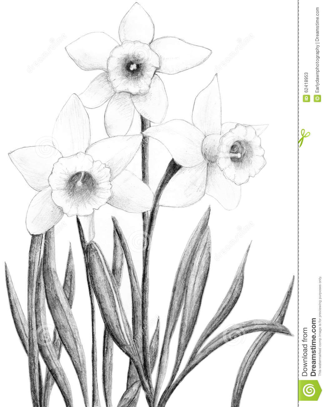 Dessin De Fleur De Jonquille Illustration Stock - Image: 62418953 à Dessin Jonquille 