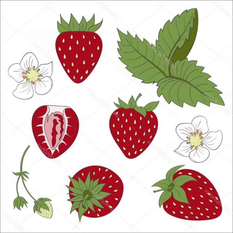 Dessin De Fraise Unique Galerie Définir Les Positions De Fraise Feuille pour Dessins De Fraises