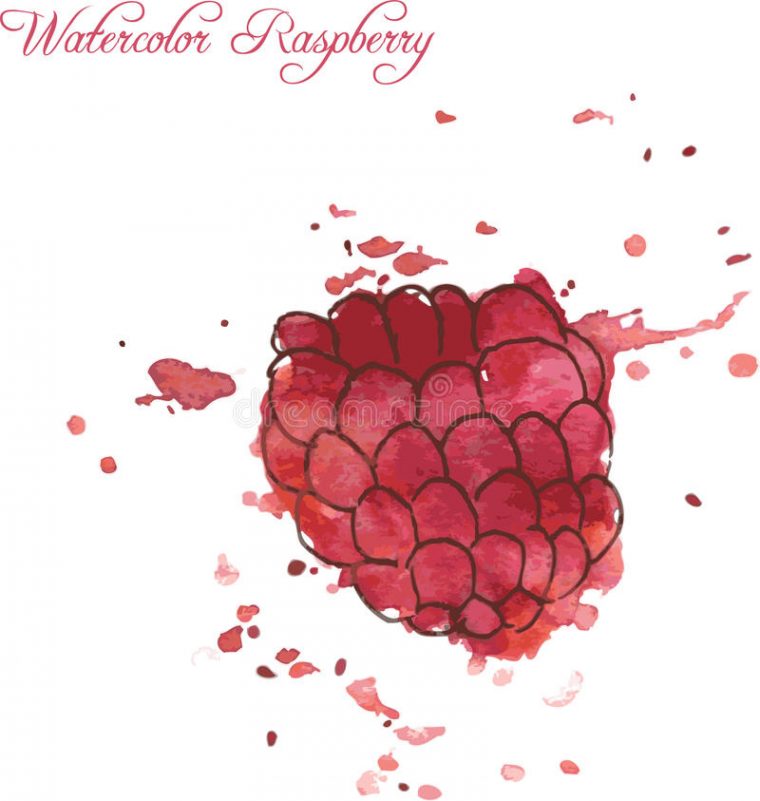 Dessin De Framboise Par L'Aquarelle Illustration De Vecteur dedans Dessin Framboise