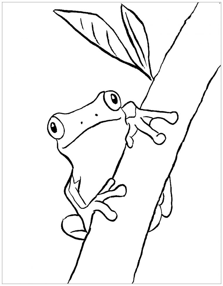 Dessin De Grenouille Gratuit À Imprimer Et Colorier – Coloriage De avec Dessin De Grenouille