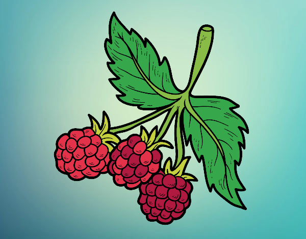 Dessin De Les Framboises De Couleur Colorie Par Membre Non Inscrit Le intérieur Dessin Framboise 