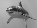Dessin De Requin Blanc - Dessin Facile Pour Les Enfants destiné Dessin Requin Blanc